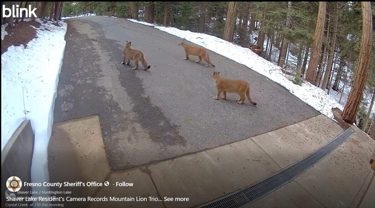 Mountain lions near Fresno CA: See video at Shaver Lake home